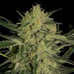 Auto Bomb