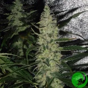 Auto Critical