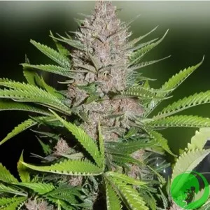 Auto Euphoria