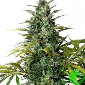 Семена конопли Auto Green Gelato
