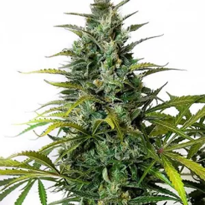 Auto Green Gelato