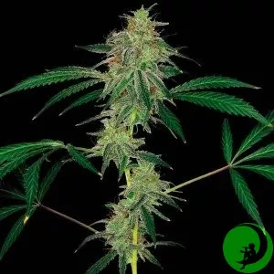 Семена конопли Auto Kush Feminised