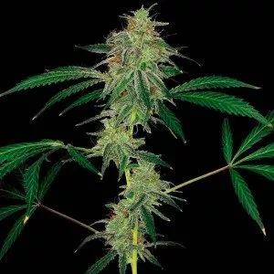 Auto Kush Feminised