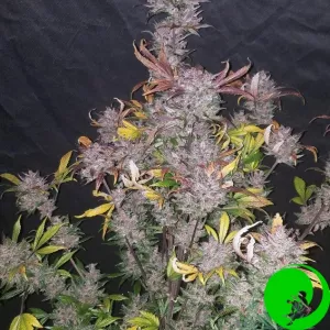 Auto LSD