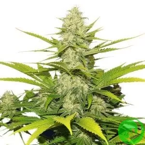 Auto Skunk
