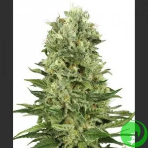 Auto Skunk#1