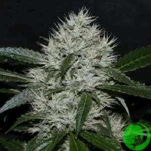 Auto White Widow