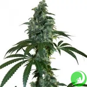 Auto Super Hash