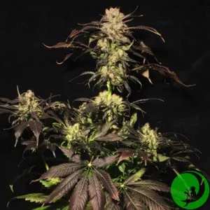 Auto AK-49