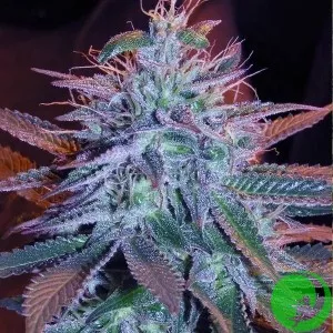 Auto Blueberry