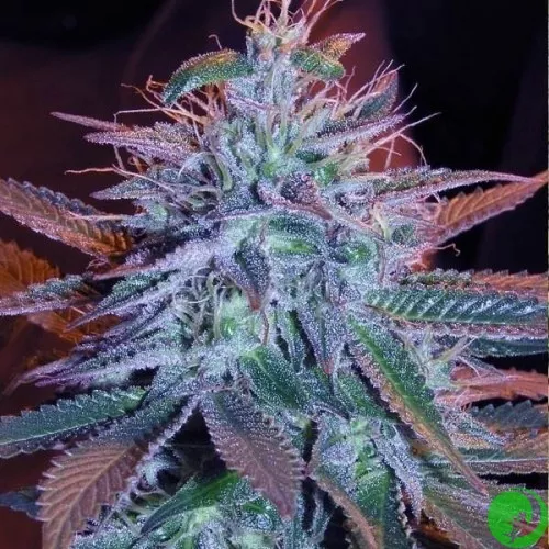 [Image: autoblueberry-500x500-product_popup.webp]