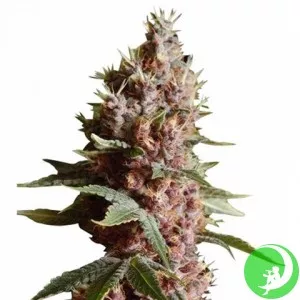 Auto Blueberry Domina