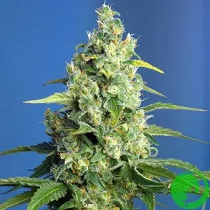 Auto CBD