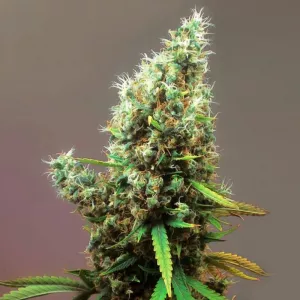 Auto Jack Diesel