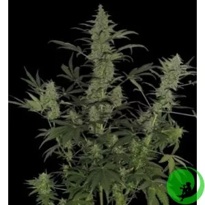 Auto Lemon Skunk