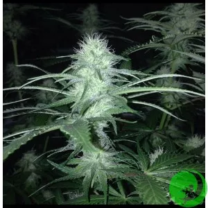 Auto Northern Light
