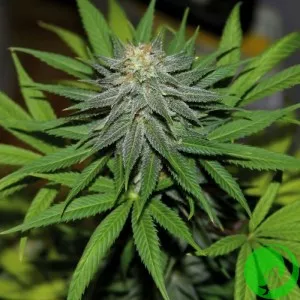 Auto Pineapple Express Feminised