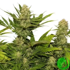 Auto Power Skunk