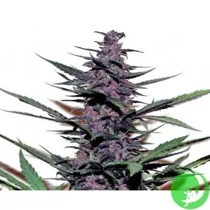 Auto Purple Kush