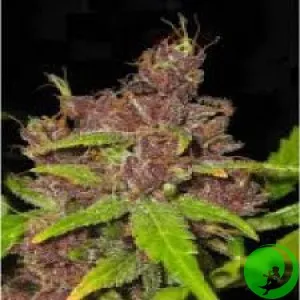 Auto Purple Mazar