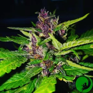 Auto Purple Ryder