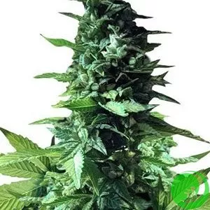 Auto Super Critical