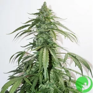 Auto White Chere