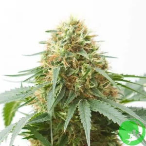 Auto White Diesel Haze