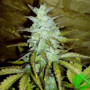 Auto White Dwarf
