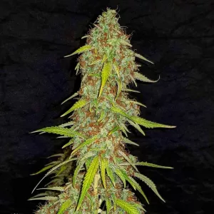Auto White Russian XXL