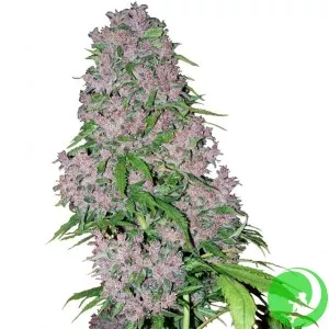 Насіння конопель Purple Bud Auto