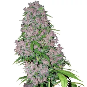 Purple Bud Auto