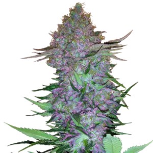 Purple Skunk Auto