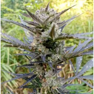 Auto Bruce Banner Feminized