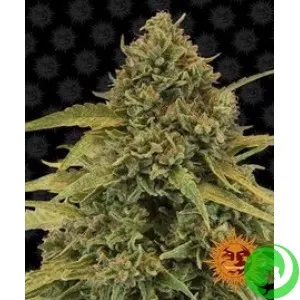 Семена конопли Bad Azz Kush by Barney`s Farm