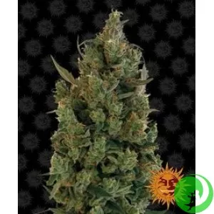 Семена конопли Blueberry Cheese by Barney`s Farm