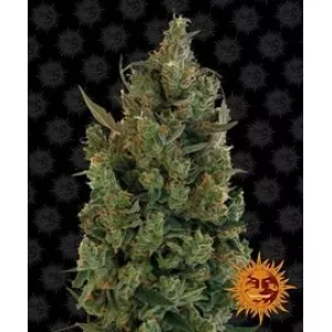 Blueberry Cheese Barney`s Farm уп. 3шт.