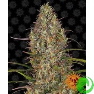 Семена конопли Glue Gelato Auto by Barney`s Farm