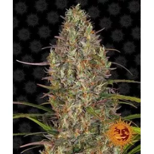 Glue Gelato Auto Barney`s Farm уп. 3шт.