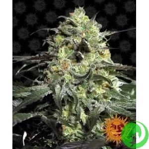 Насіння конопель Peyote Cookies by Barney`s Farm