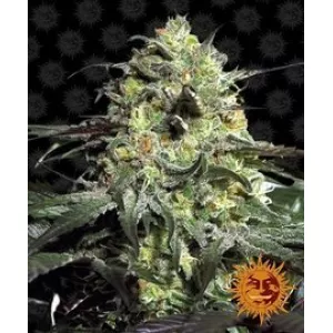 Peyote Cookies Barney`s Farm уп. 3 шт.