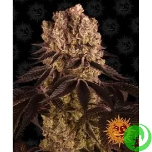Семена конопли Purple Punch by Barney`s Farm