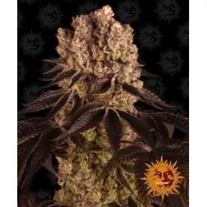 Purple Punch Barney`s Farm уп. 3шт.