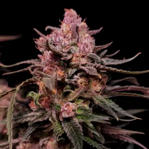 Black Opium Feminised