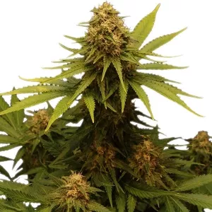 Auto AK-47 XL Feminised