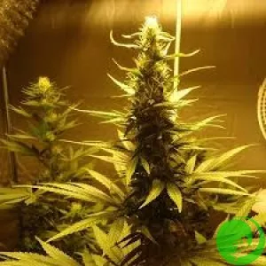 AK-48 Feminised