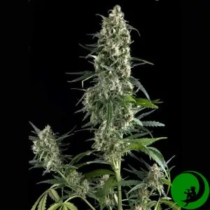 Amnesia Gold Feminised