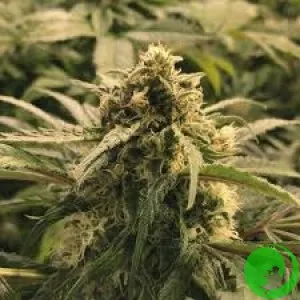 Семена конопли Amnesia Haze Feminised