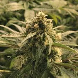 Amnesia Haze Feminised
