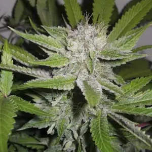 Auto Afghan Mass Feminised